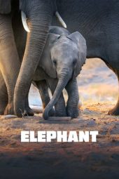Download Film Elephant (2020) Sub Indo